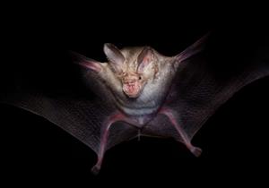 دراسة تكشف علاقة تغير المناخ وظهور كورونا.. ما علاقة الخفافيش بالأمر؟