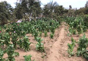 "زرعوا أفيون في ملك الدولة".. مصرع عنصر إجرامي إثر مداهمة أمنية في أسيوط