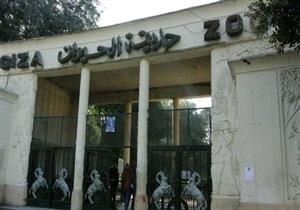 "بدون فيل منذ عامين".. رجائي: لدينا أسلوب مبتكر لجلب حيوانات جديدة لحديقة الحيوان