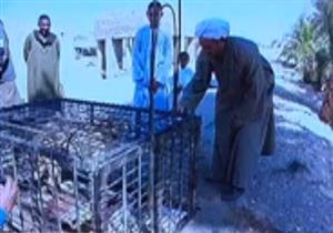 شاب يعرض"ذئاب" للبيع أونلاين: "بيوصل سعرها 10 آلاف جنيه"