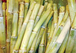 بـ120360 فدانًا.. قنا تتصدر قائمة المحافظات في زراعة القصب