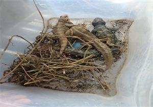 توجيه بغلق سوق الجمعة.. ضبط تماسيح وثعابين معروضة للبيع وتسليمها لحديقة الحيوان