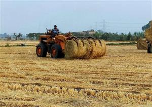 33 ألف فدان.. زراعة بورسعيد تستعد لبدء موسم حصاد الأرز