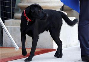 اليوم العالمي للحيوان.. الرئيس الفرنسي يكرّم نيمو "المؤنس والحنون" (صور)