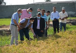 رئيس جامعة دمياط يشهد حصاد محصول الأرز بمركز أبو جريدة (صور)