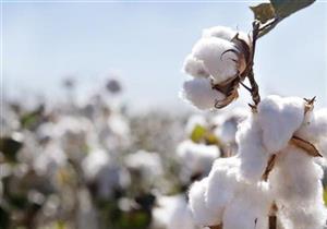 "البساطي" رئيسا.. ننشر تشكيل مجلس إدارة اتحاد مصدري الأقطان المصري