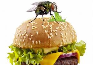 ما الذي يقذفه الذباب عندما يقف على الطعام؟