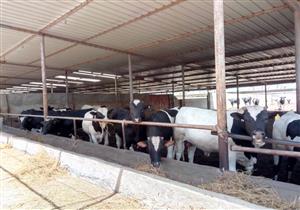 الحكومة: المشروع القومي للبتلو نجح في زيادة رؤوس الماشية والألبان بالأسواق