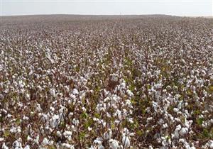 مقترح بإسناد منظومة تجارة القطن الموسم المقبل لهيئة تحكيم القطن