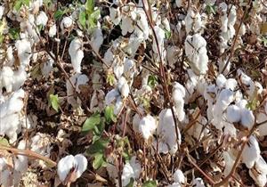 قطاع الأعمال: زيادة إنتاج القطن قصير التيلة بشرق العوينات لـ 9.85 قنطار للفدان