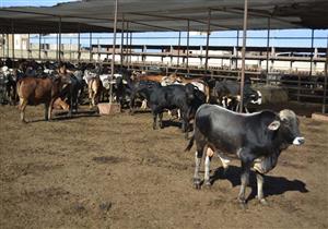 فحص ماشية ومليون و392 ألف دجاجة بمجازر الشرقية