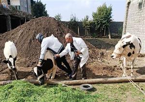 تحصين 155 ألف رأس ماشية ضد الجلد العقدي وجدري الضأن في بني سويف