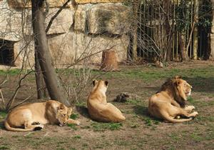 إصابة 4 أسود نادرة بكورونا في محمية برية في سنغافورة