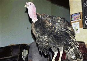 وصل إلى ألف جنيه.. قفزة في أسعار الديك الرومي مع اقتراب الكريسماس