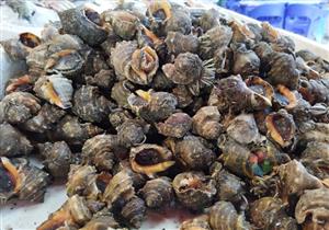 "الجراجولا" فسفور الغلابة ببورسعيد والكيلو بـ10 جنيهات- فيديو وصور