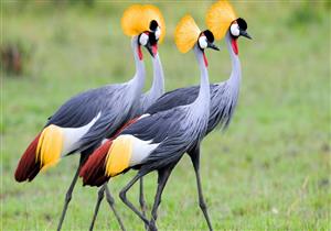 إسرائيل: الإنفلونزا تقضي على أكثر من 5 آلاف من طيور الكركي المهاجرة