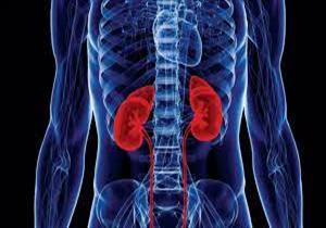 علامات شائعة على ضعف عمل الكلى.. منها قلة الشهية