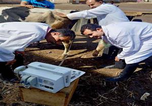 مسح تناسلي شامل لـ5 آلاف و735 رأس ماشية بالشرقية