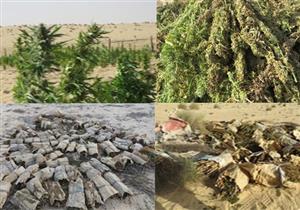 إبادة 4 مزارع من نبات الهيدرو المخدر بالإسماعيلية (صور)