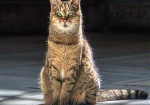 "القطة كلت عيالها".. مثل يتردد كثيرا هل تعرف أصله وتفسيره العلمي؟