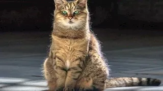 الكويت.. مشهد إنساني لعامل توصيل مع قطة يثير تفاعلًا (فيديو)