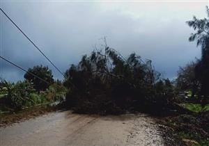 إعادة فتح "شبراخيت - دسوق" في البحيرة بعد رفع شجرة سقطت بسبب الرياح (صور)