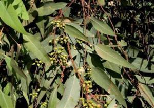 أول تحرك برلماني بشأن إعدام شجر الكافور التاريخي