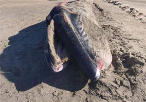 وزنها 12 طنًا.. العثور على أنثى الحوت الأحدب نافقة على ساحل كفر الشيخ - صور