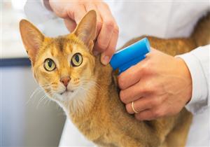   بينها القطط والقردة.. مئات الحيوانات يمكن أن تأوي فيروسات كورونا الجديدة