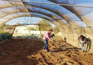 65 مليون دولار لإنشاء 7 تجمعات زراعية في جنوب سيناء