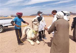 "قومي البحوث" يطلق قافلة بيطرية مجانية لمحافظة مطروح