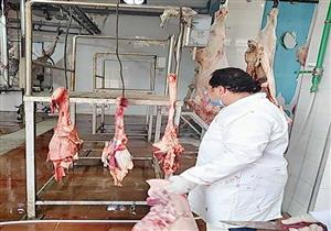 ذبح 111 رأس عجل سوداني داخل المجزر الآلي بطور سيناء