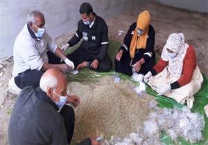 بالصور.. حملة لحماية المحاصيل الزراعية من القوارض في البحيرة