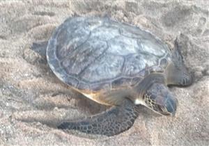 الفيس بوك يقود الأمن لضبط مزرعة لبيع عدد من الحيوانات والطيور البرية مهددة بالانقراض 