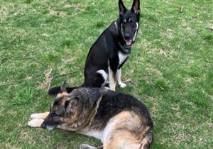 كلبا بايدن خارج البيت الأبيض بسبب "حادث عض"