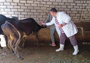 الزراعة: تحصين أكثر من مليون رأس ضد مرض الجلد العقدي وجدري الأغنام