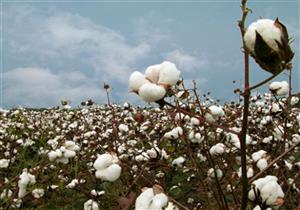 22 % ارتفاعا في المساحة المزروعة بالقطن في أول شهر بالموسم