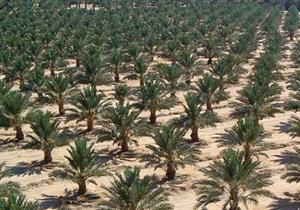 كيفية تجهيز الأرض وطرق الري.. "المركزي للنخيل" يوعي طلاب "زراعة" المنيا