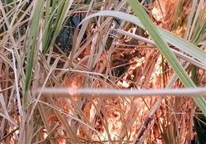 حريق في زراعات القصب ببني سويف