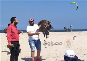 فيديو وصور.. عروض الطيور الجارحة على شواطئ بورسعيد