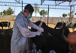 ​الزراعة: تحصين أكثر من مليوني رأس ماشية ضد الجلد العقدي وجدري الأغنام