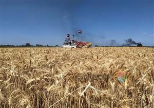 استئناف توريد القمح إلى صوامع المنيا