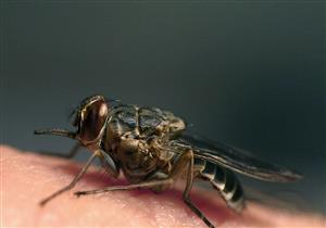 5 أسباب تعرضك لـ "قرص الناموس" أكثر من غيرك.. كيف تتجنبها؟