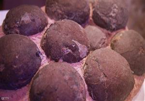 اكتشاف بيض ديناصور متحجر عمره 100 مليون سنة شرقي الصين