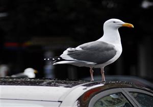 لا تترك فضلات الطيور على سيارتك.. أضرارها لا يمكن إصلاحها
