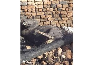 نفوق 12 رأس ماشية في حريق بأسيوط