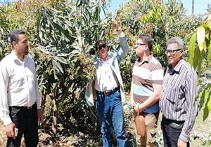 "زراعة دمياط": استخدام الري بالتنقيط في زراعات المانجو 