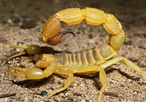 ضحية جديدة لهجوم العقارب.. إصابة ربة منزل بلدغ في سوهاج 