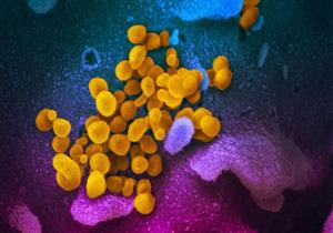 هل أخطر من "الأبيض والأسود"؟.. كيف يؤثر الفطر الأصفر على الجسم؟