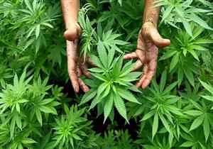 دون قصد.. عجوز تزرع نبات "الحشيش" في حجرتها بدار مسنين بألمانيا